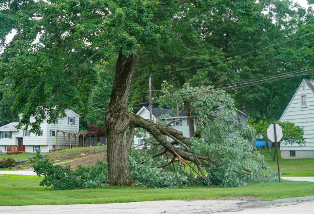 Professional  Tree Services in Lockeford, CA