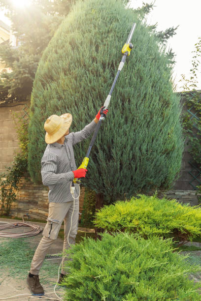 Best Lawn Disease Treatment  in Lockeford, CA